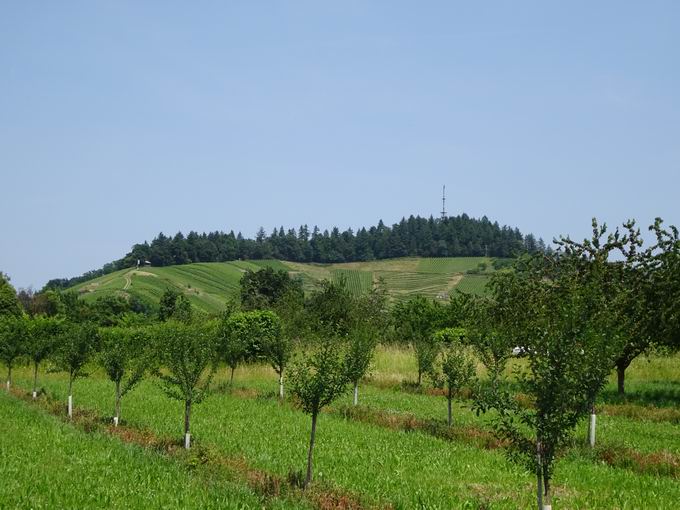 Bienenbuckel Oberachern
