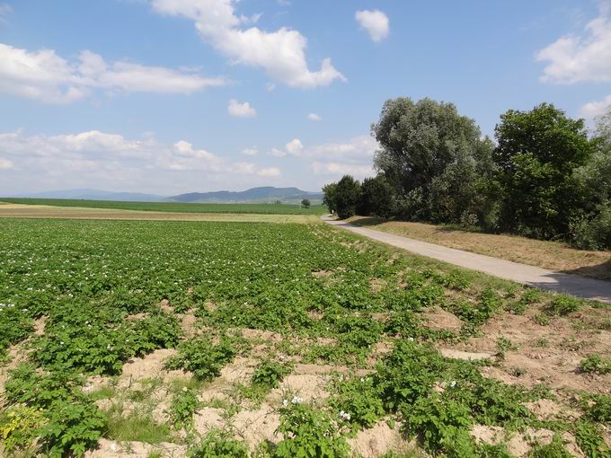 Kanalweg Biengen: Blick Schnberg