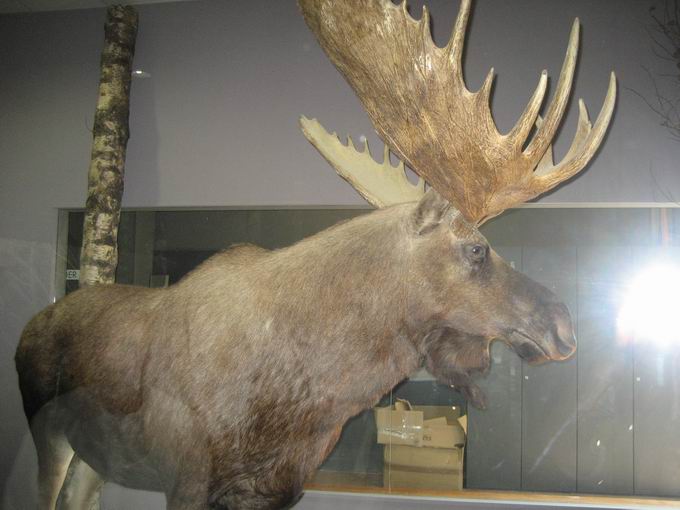 Naturkundemuseum Wildlife-Show Bad Sckingen