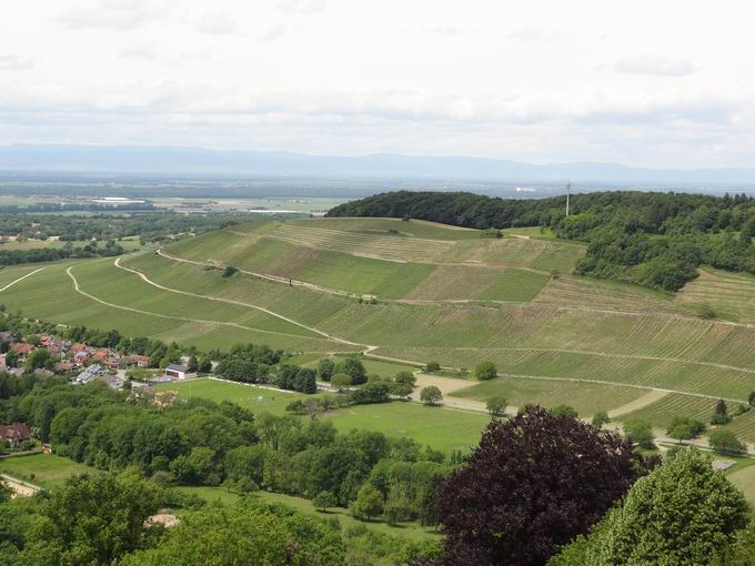 Burg Badenweiler: Reben Innerberg