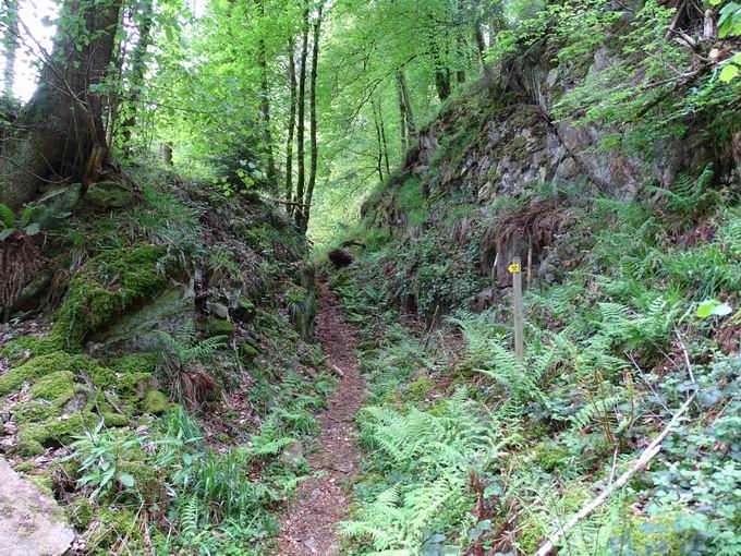 Lehrpfad Birchiburg: Verhau