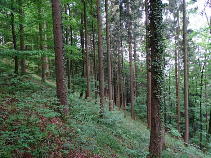 Lehrpfad Birchiburg: Bume im Birkenwald