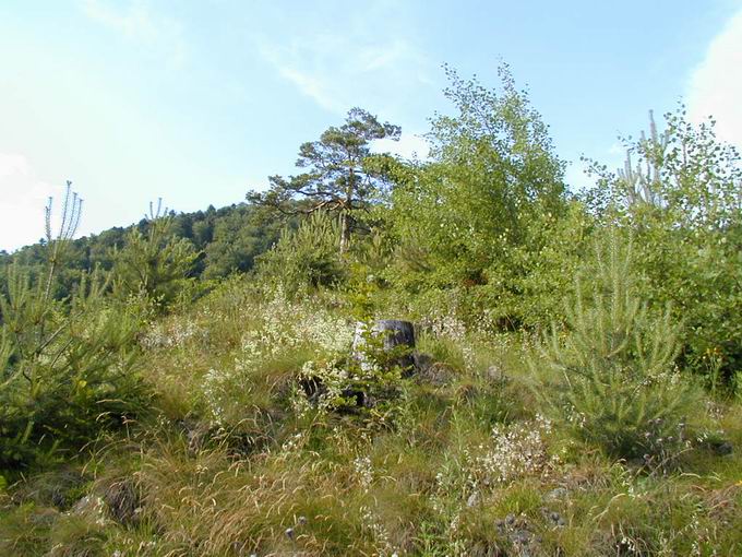 Burgruine Falkenstein