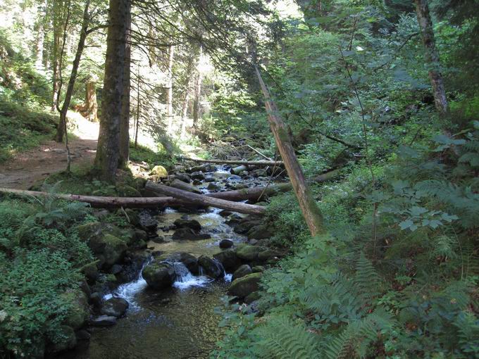 Ravennaschlucht: umgestrtzte Bume