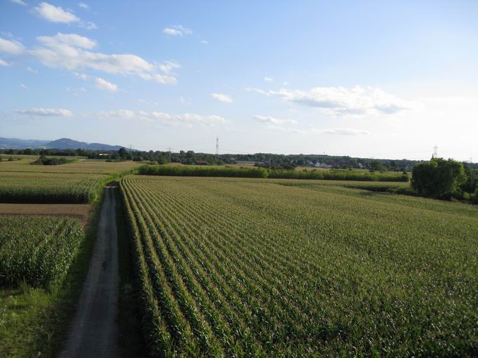 Felder zwischen Denzlingen und Vrstetten