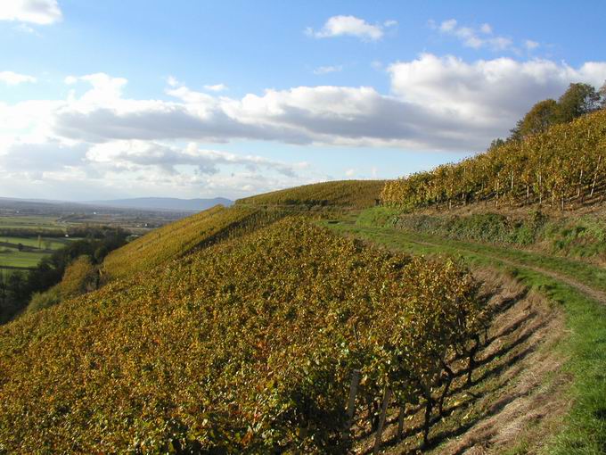 Weinbau Denzlingen