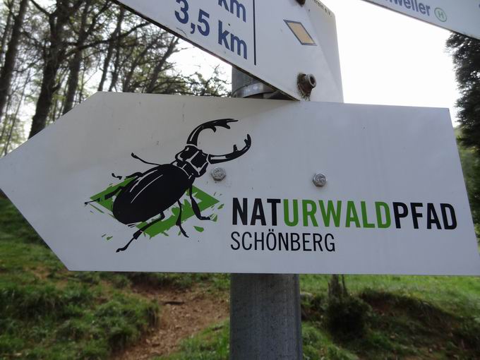 Naturwaldpfad Schnberg
