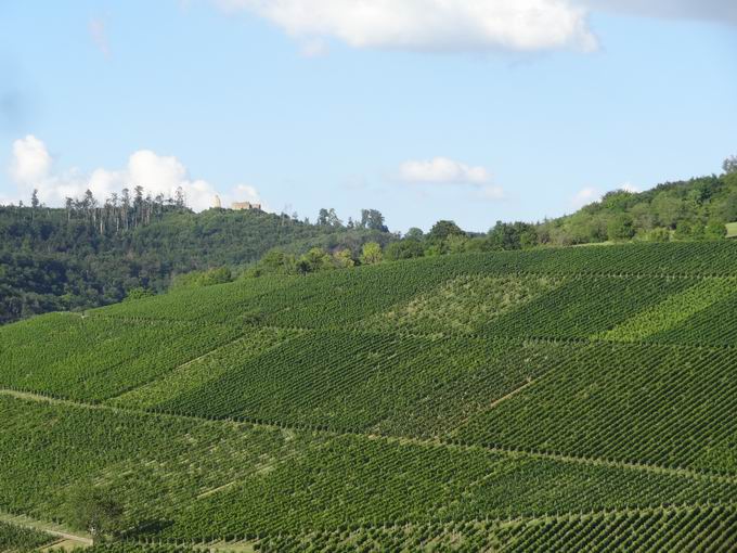 Talhausen Ebringen: Blick Schneeburg