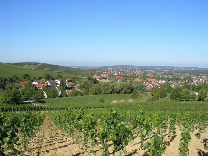 Winterberg Ebringen: Blick Batzenberg