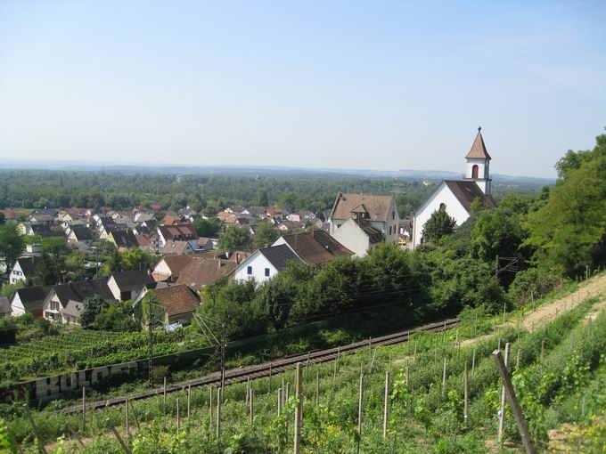 Istein zwischen Reben und Rhein