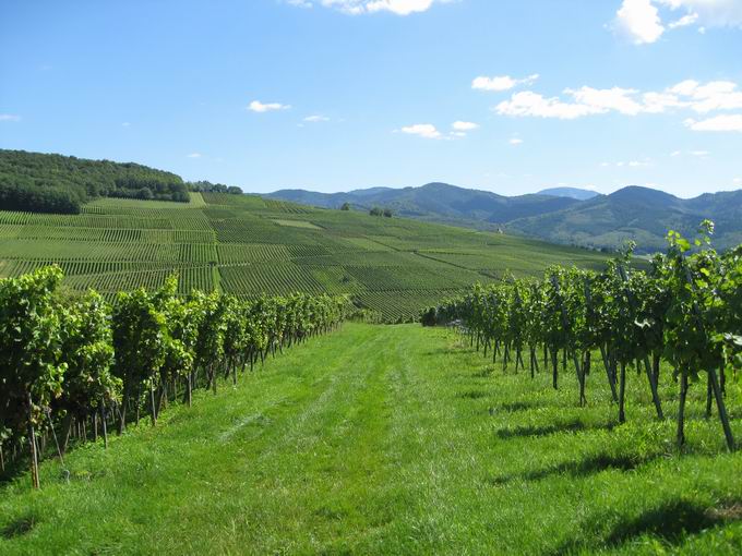 Kirchberg Ehrenkirchen: Reben lberg