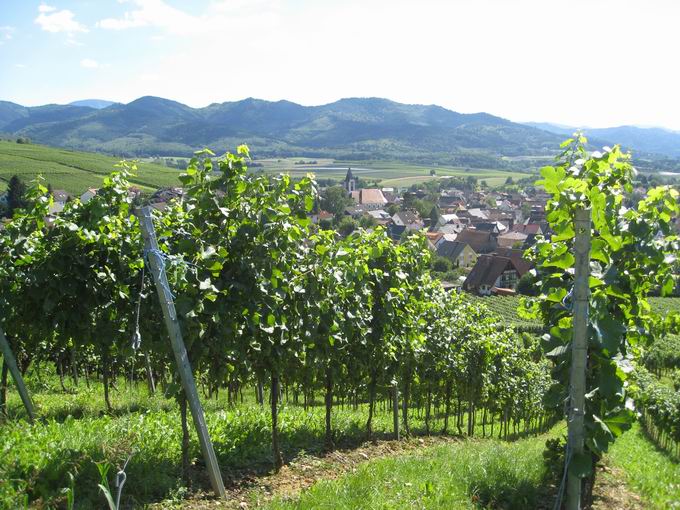 Kirchberg Ehrenkirchen: Reben Ehrenstetten