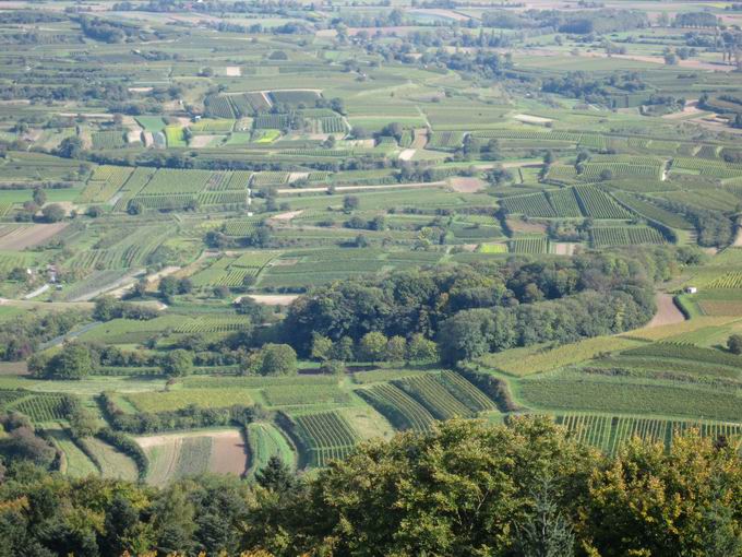 Rebberge am Kaiserstuhl oberhalb Eichstetten