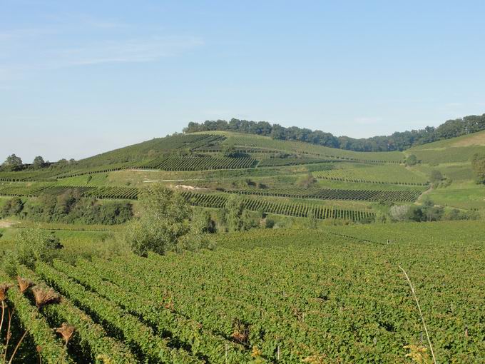 Kiechlinsbergen am Kaiserstuhl