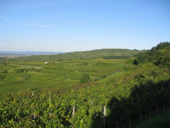 Gausberg Knigschaffhausen: Blick Galgenberg