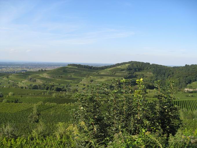 Weinlage Kiechlinsberger lberg