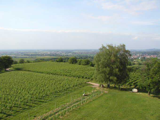 Weinbau in Ettenheim