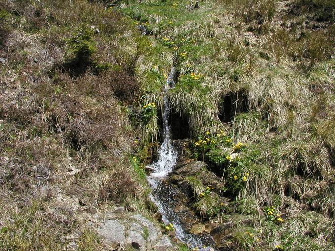 Gemeinde Feldberg im Schwarzwald