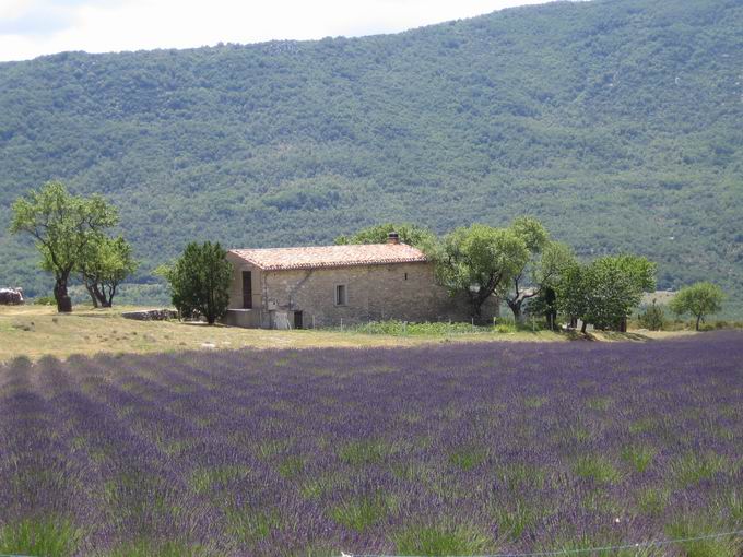 Gorges du Verdon: Bauernhaus mit Lavendel im Hochland