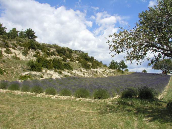 Gorges du Verdon: Lavendelfeld im Hochland