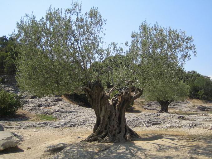 Pont du Gard: Olivenbaum