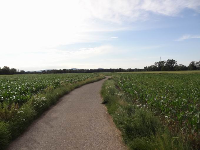 Asphaltierter Feldweg Dietenbachniederung: Blick Kaiserstuhl