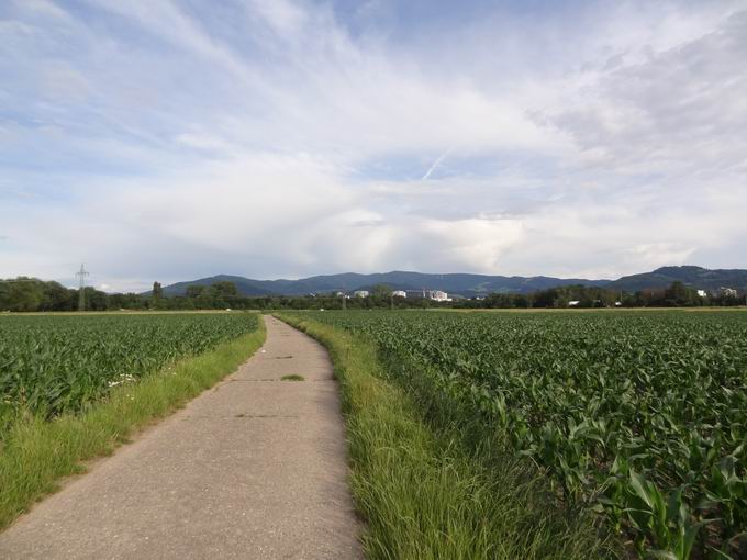 Asphaltierter Feldweg Dietenbachniederung: Blick Schauinsland