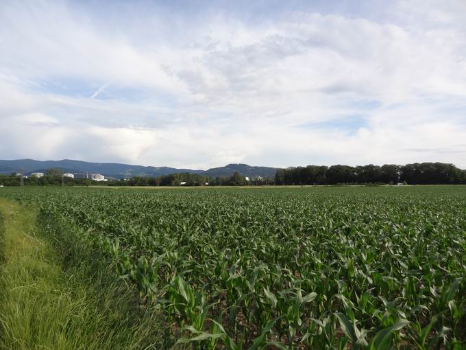 Gewann Binsenwag Dietenbachniederung: Blick Schnberg