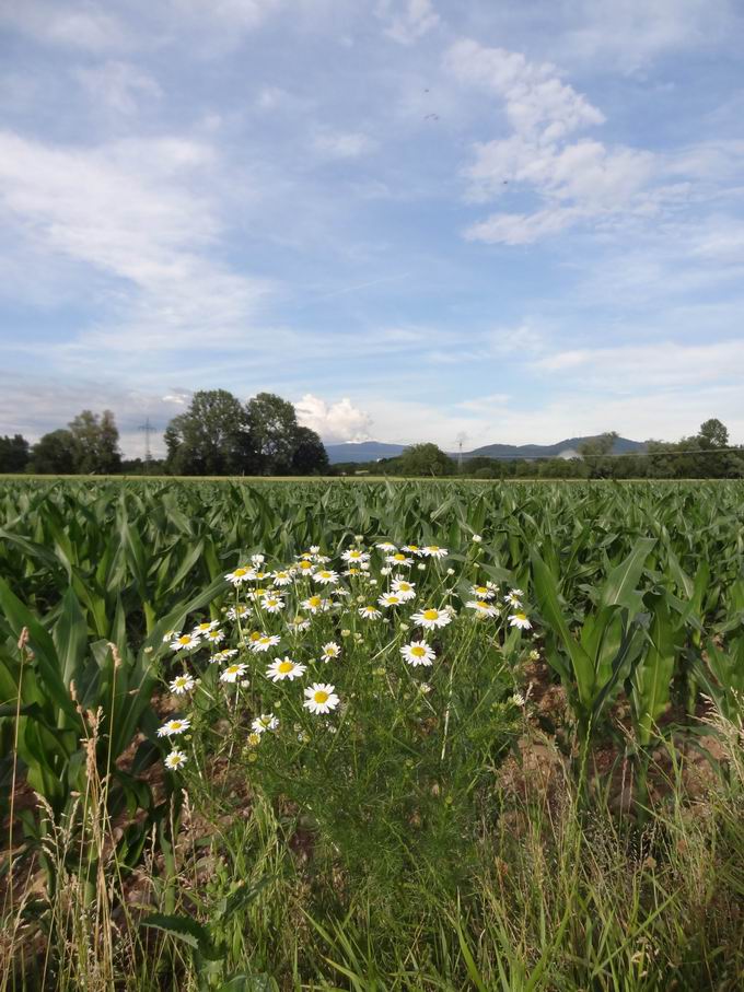 Gewann Drrengraben Dietenbachniederung: Blick Kandel