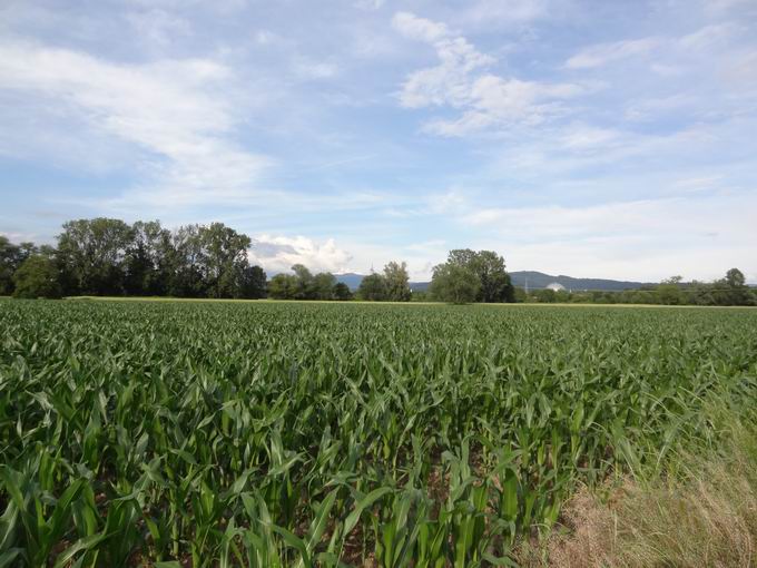 Dietenbachniederung Freiburg: Gewann Drrengraben Nordblick