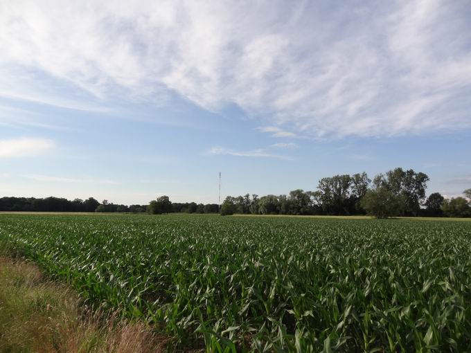 Drrengraben Dietenbachniederung: Blick Sender Freiburg-Lehen