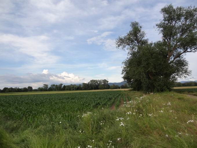 Dietenbachniederung Freiburg: Baumgruppe Gewann Reute