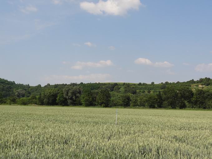 Munzingen am Tuniberg