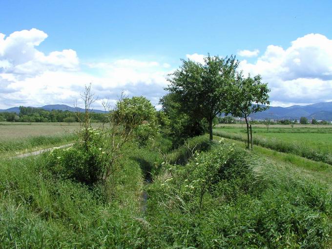 Neunaugenbach Naturschutzgebiet Rieselfeld