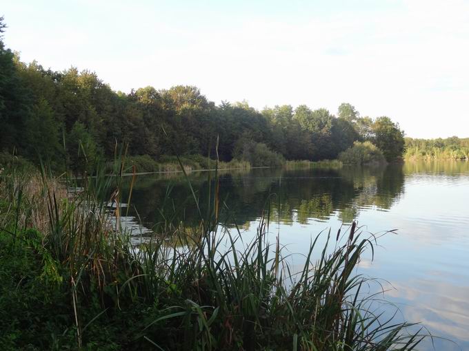 Opfinger See: Ufer Biotopschutzzone