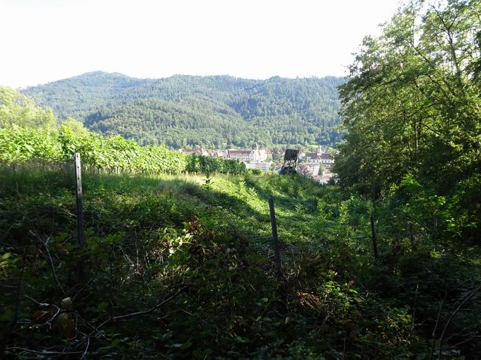 Schlossberg Freiburg