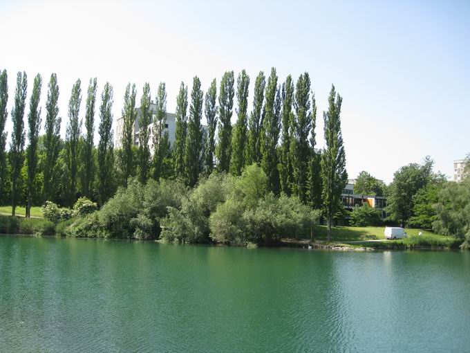 Pappelwand Seepark Freiburg