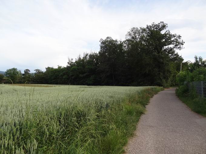 Sport vor Ort Rieselfeld: Blick asphaltierter Feldweg