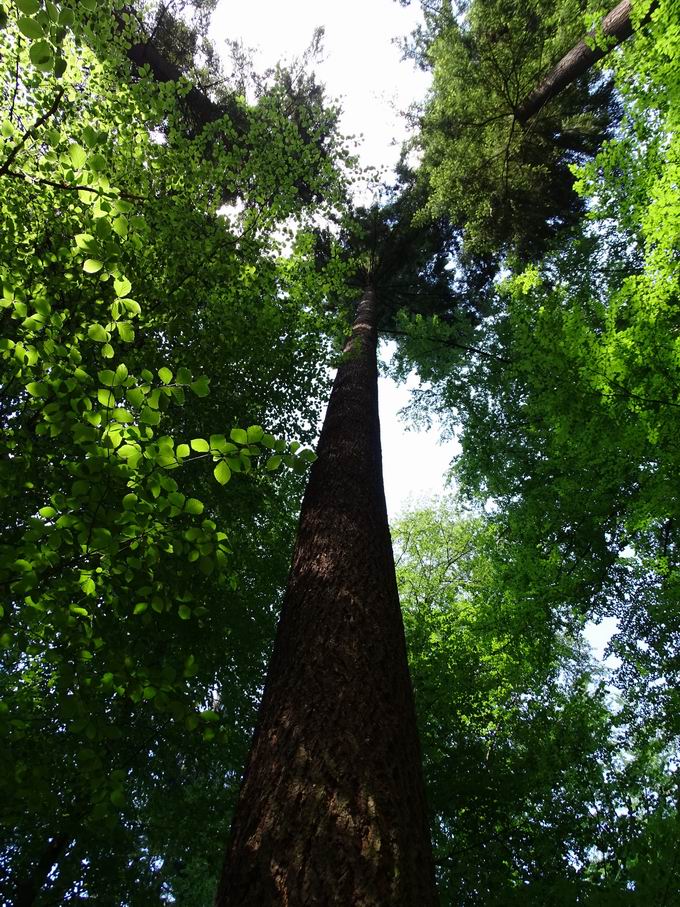 Waldtraut vom Mhlwald