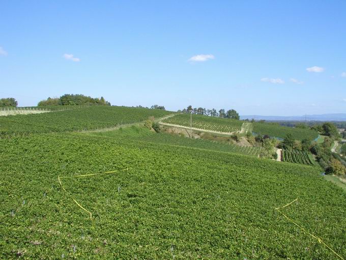 Weinlehrpfad Opfingen