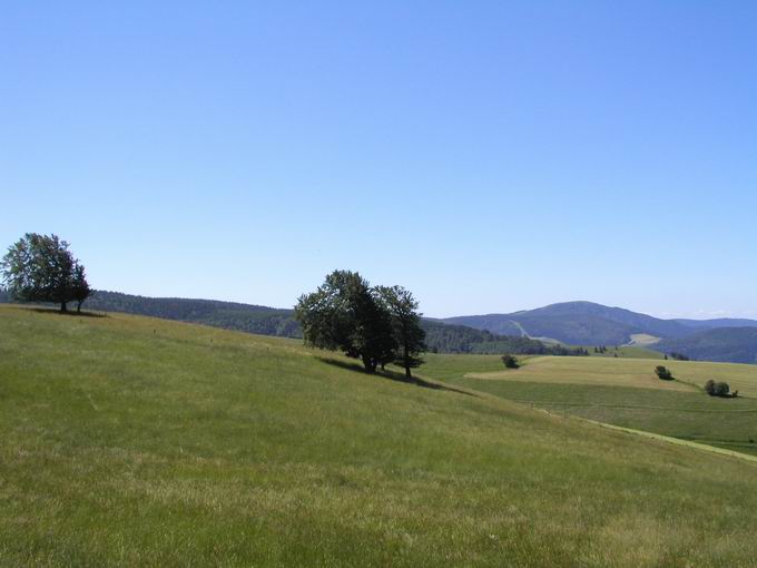 Windbuche Schauinsland