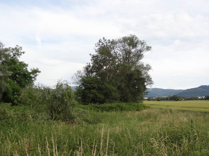 Zum Tiergehege Freiburg: Vegetation am Dietenbach