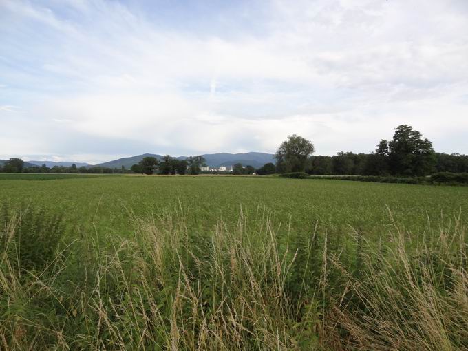 Zum Tiergehege Freiburg: Blick Schauinsland