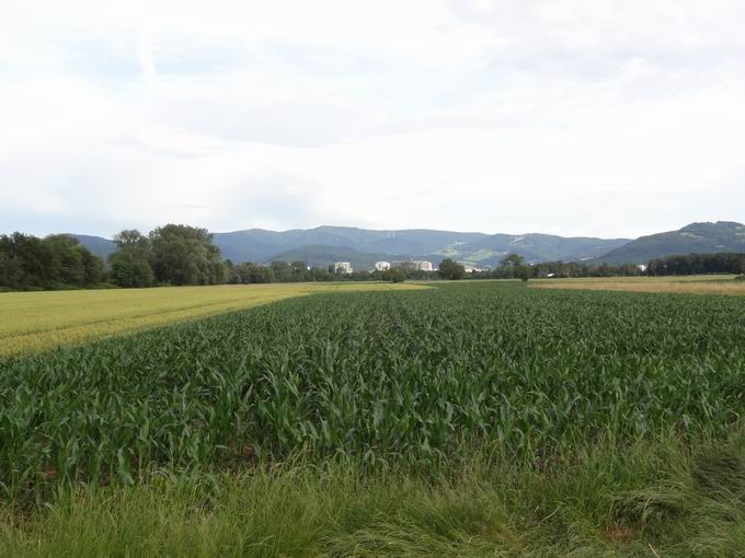 Zum Tiergehege Freiburg: Blick Stadtteil Weingarten