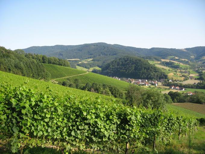 Weinberge im Glottertal