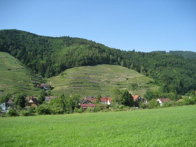 Weinlage Roter Bur: Reben im Osten Weinlage Roter Bur: Reben im Osten