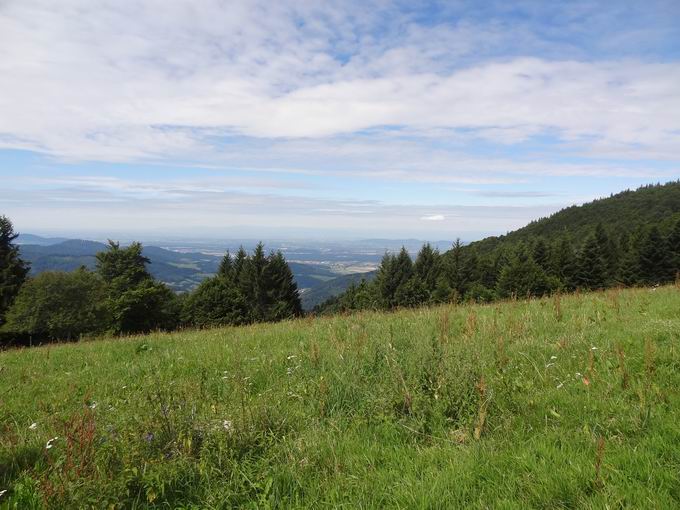 Gummenwald Kandel: Westblick Breisgau