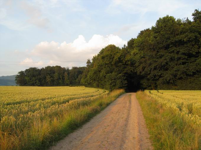 Elzdobel Gundeflingen: Waldweg