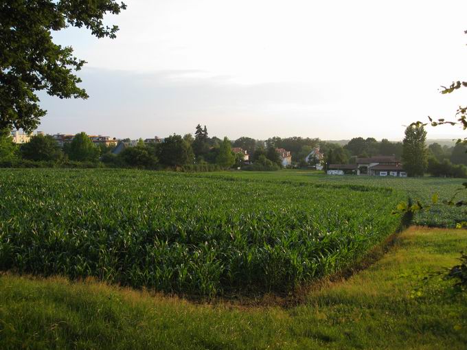 Unterer Pelzackerweg: Blick Waldstrae