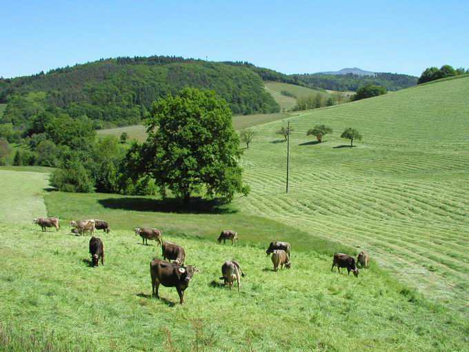 Lngenhardt Waldbrunnertal Wildtal